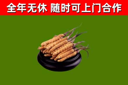 平阳烟酒回收冬虫夏草.jpg